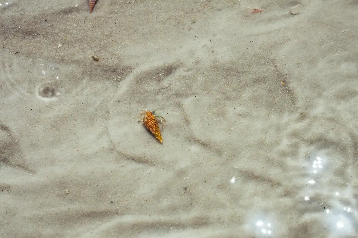 Small striped hermit crab on a sandy substrate in an aquarium.