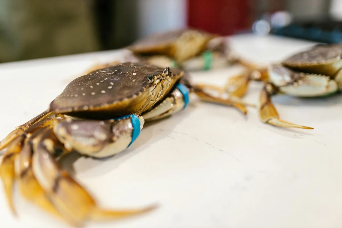 Close-up of several hermit crabs on a white surface, some with blue bands on their claws.
