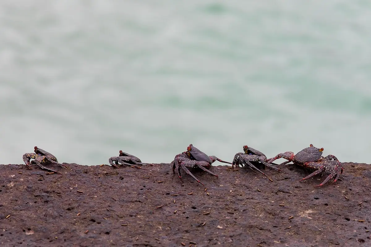 Several small hermit crabs walking along a dark, rocky shoreline with pale turquoise water in the background.