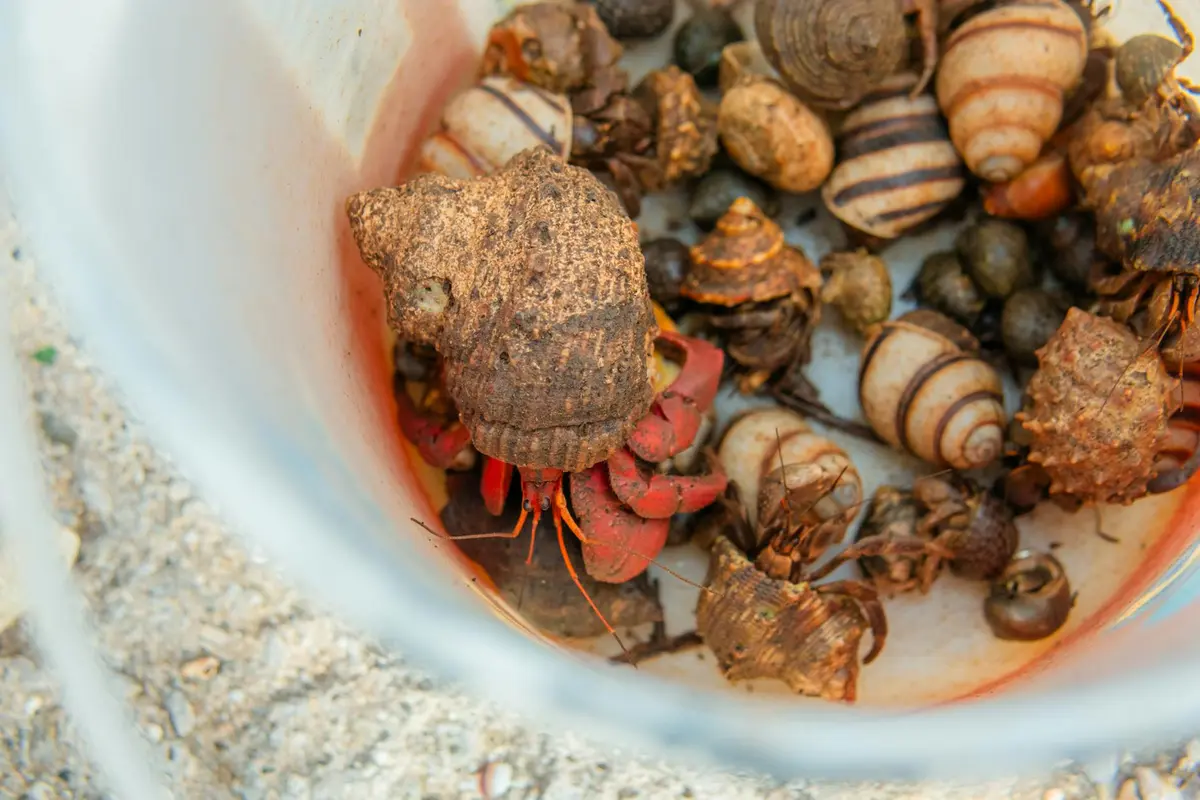 Group of hermit crabs in a shallow container among shells, ready for observation and health checks.