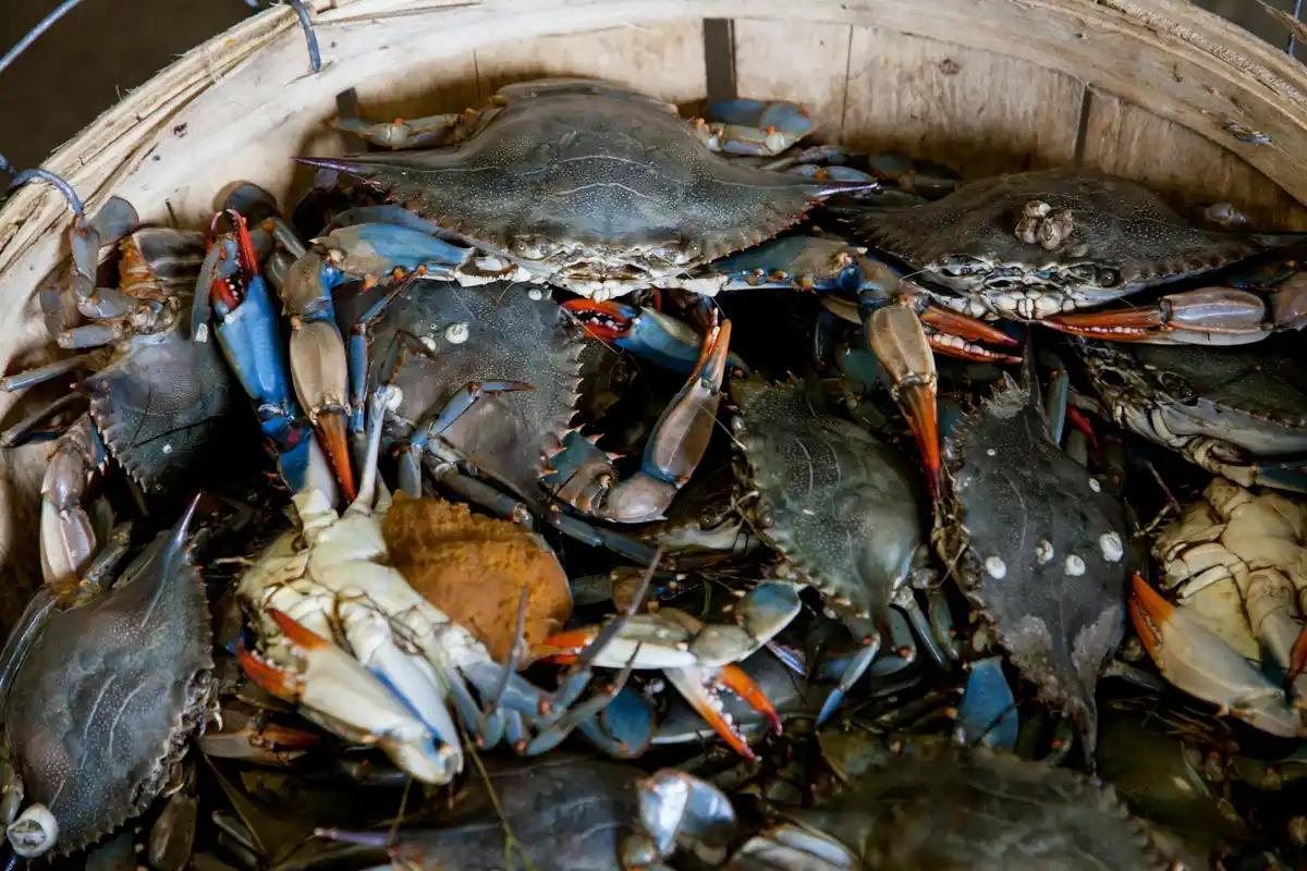 Several hermit crabs clustered together inside a wooden basket