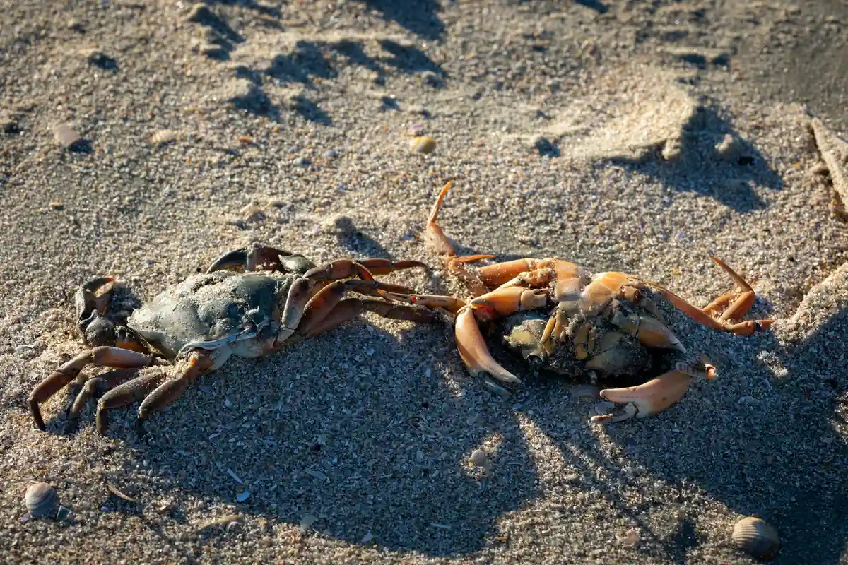 Two hermit crabs lie on a sandy substrate; one appears to be molting or in a stressed state, exposing soft parts and increasing vulnerability to aggression.