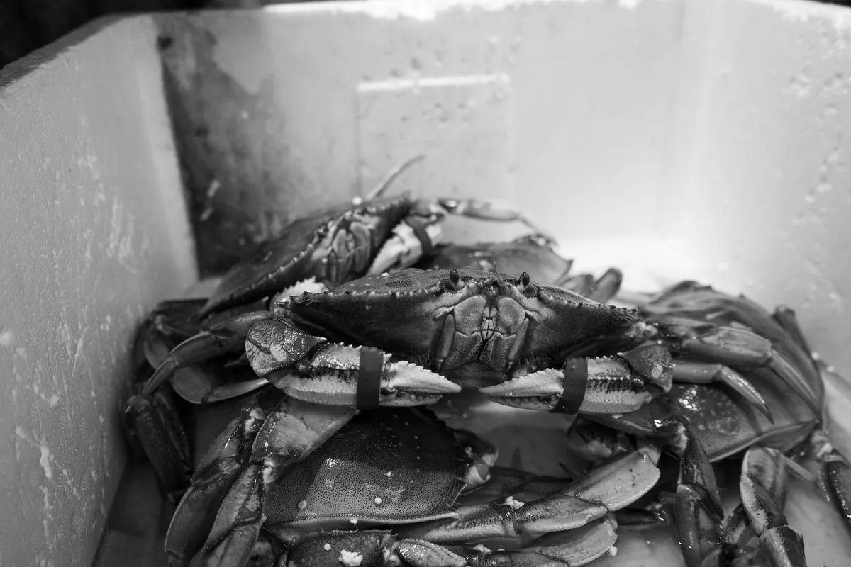 A group of hermit crabs crowded in a white plastic tub.