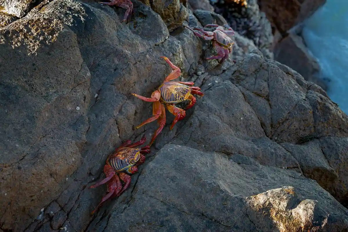 Two hermit crabs climbing on dark coastal rocks with blue water visible in the background.