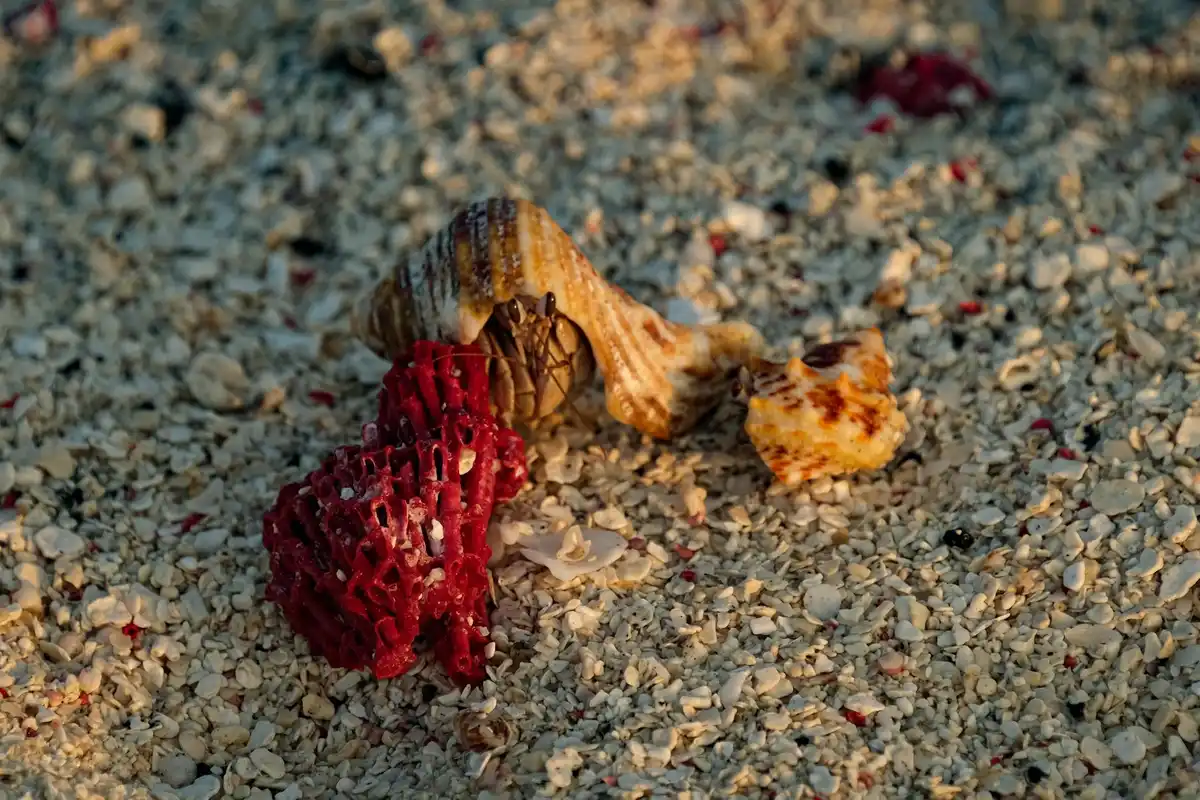Hermit crab with a red sea anemone attached to its shell, crawling on a sandy substrate.