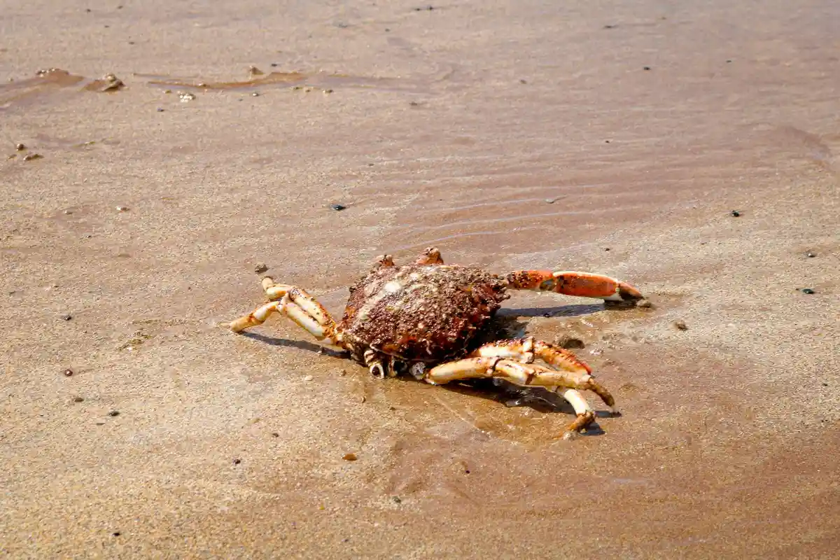 Crab on wet beach sand at the tide line