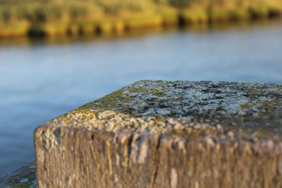 Close-up of a weathered wooden post with greenish mold growing on its surface by a body of water.
