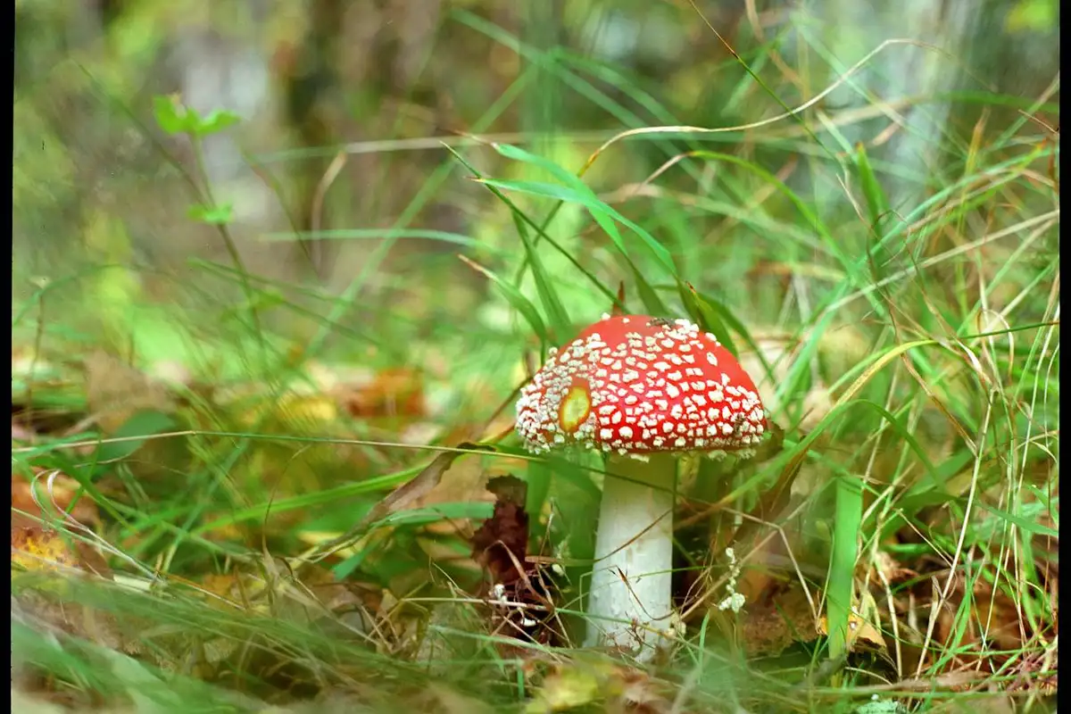 Bright red mushroom with white spots (poisonous variety) growing in grass