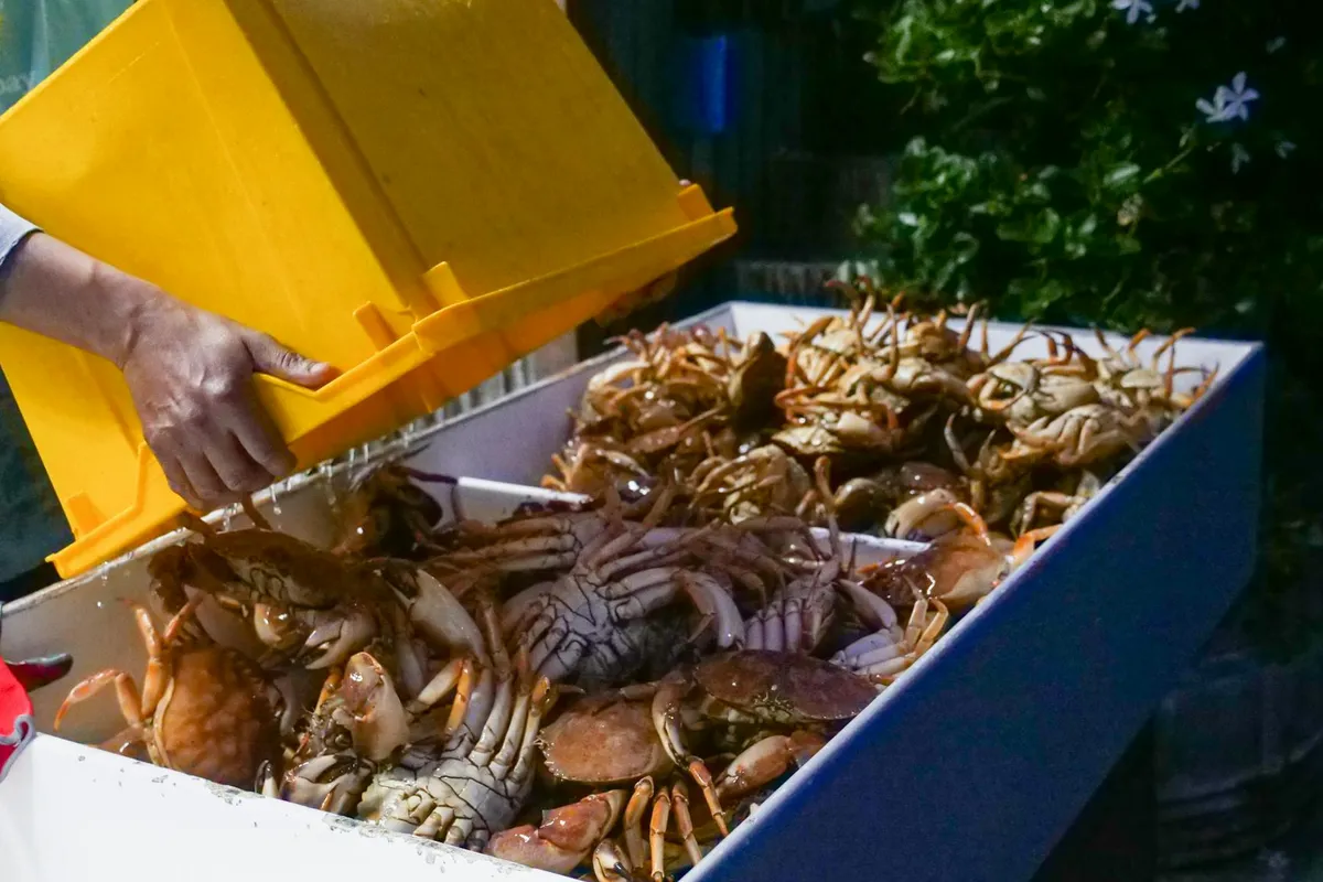 A person pours a yellow crate into a blue tub filled with live hermit crabs.
