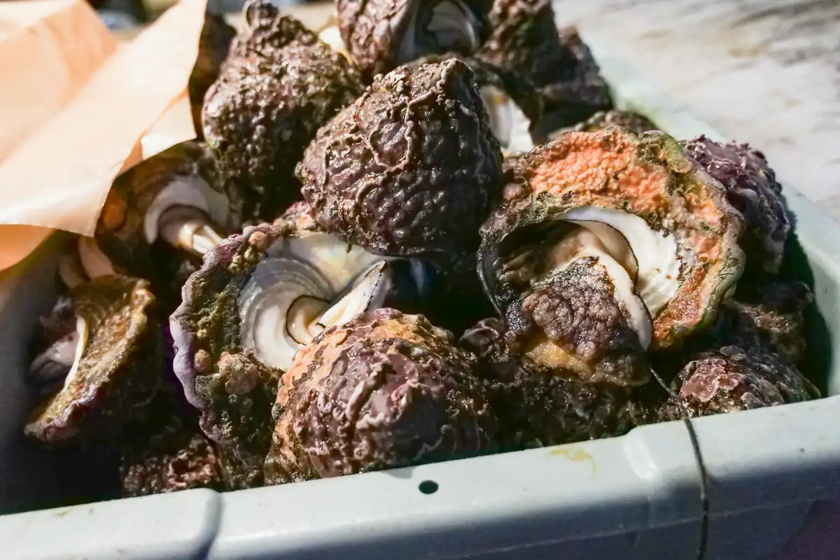 Cluster of weathered natural shells with rough textures piled in a container, suitable for hermit crabs.