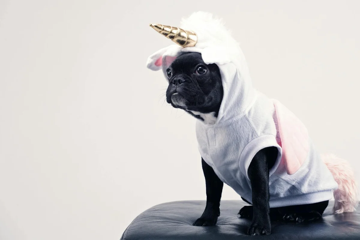 Small black dog wearing a white plush unicorn costume with a golden horn