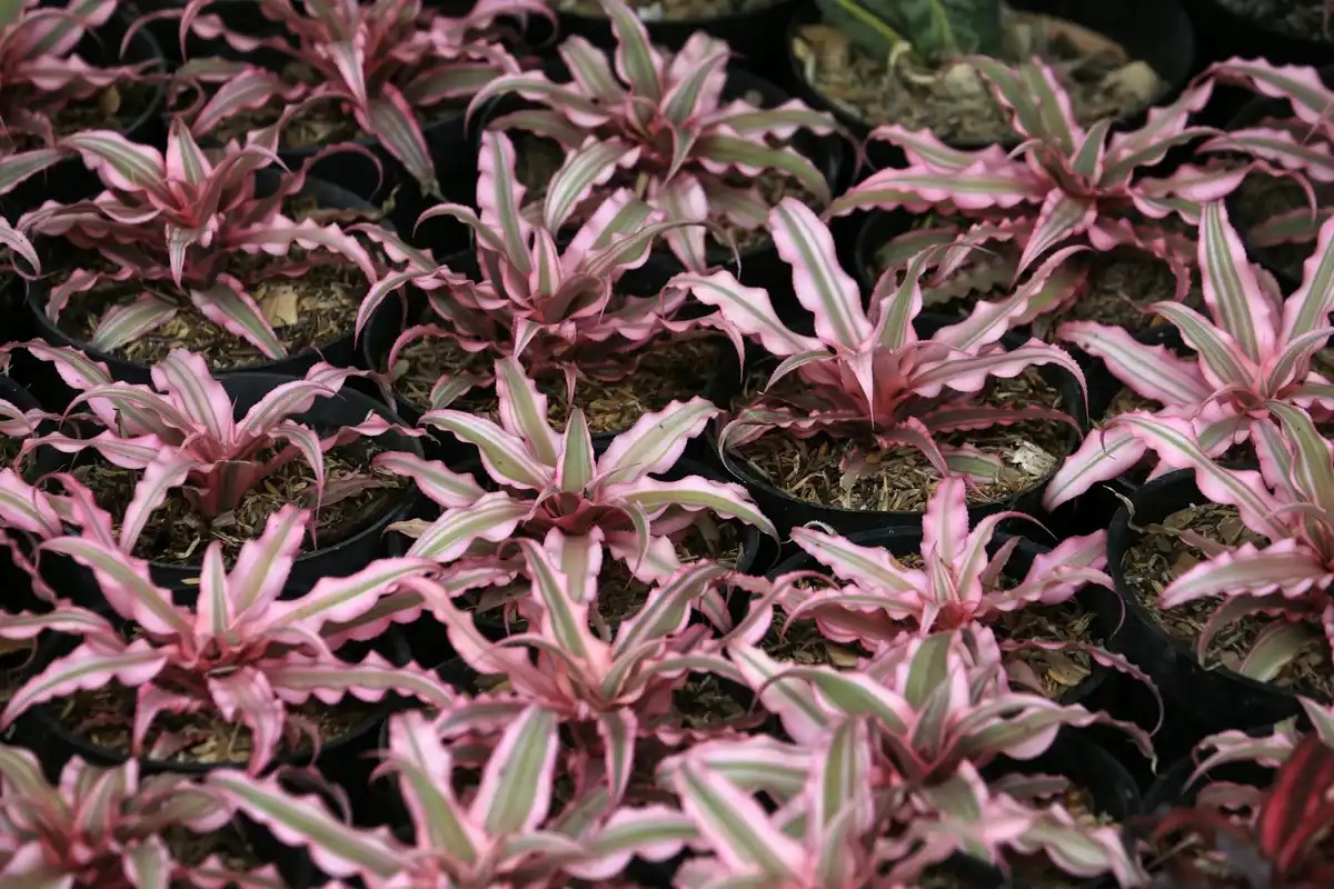Close-up of pink and green variegated foliage plant with rosette-like leaves.