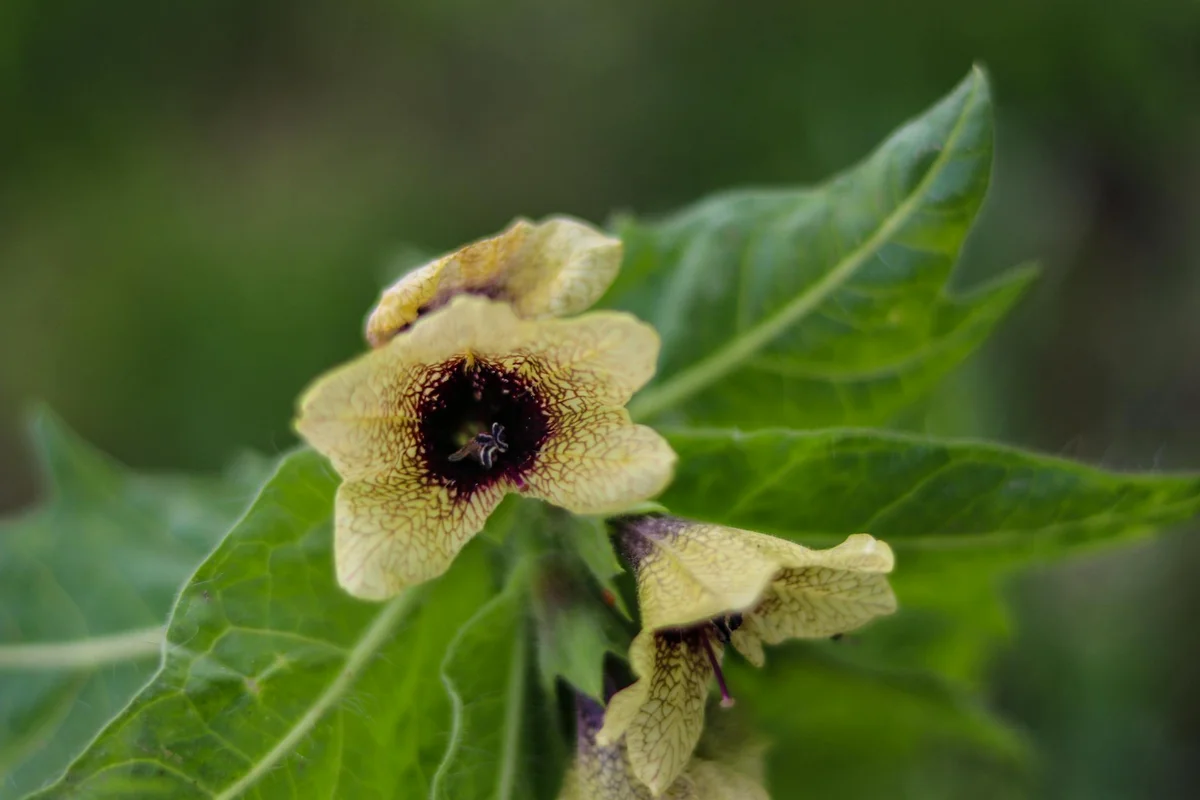 Close-up of a pale yellow flower with a dark center and green leaves