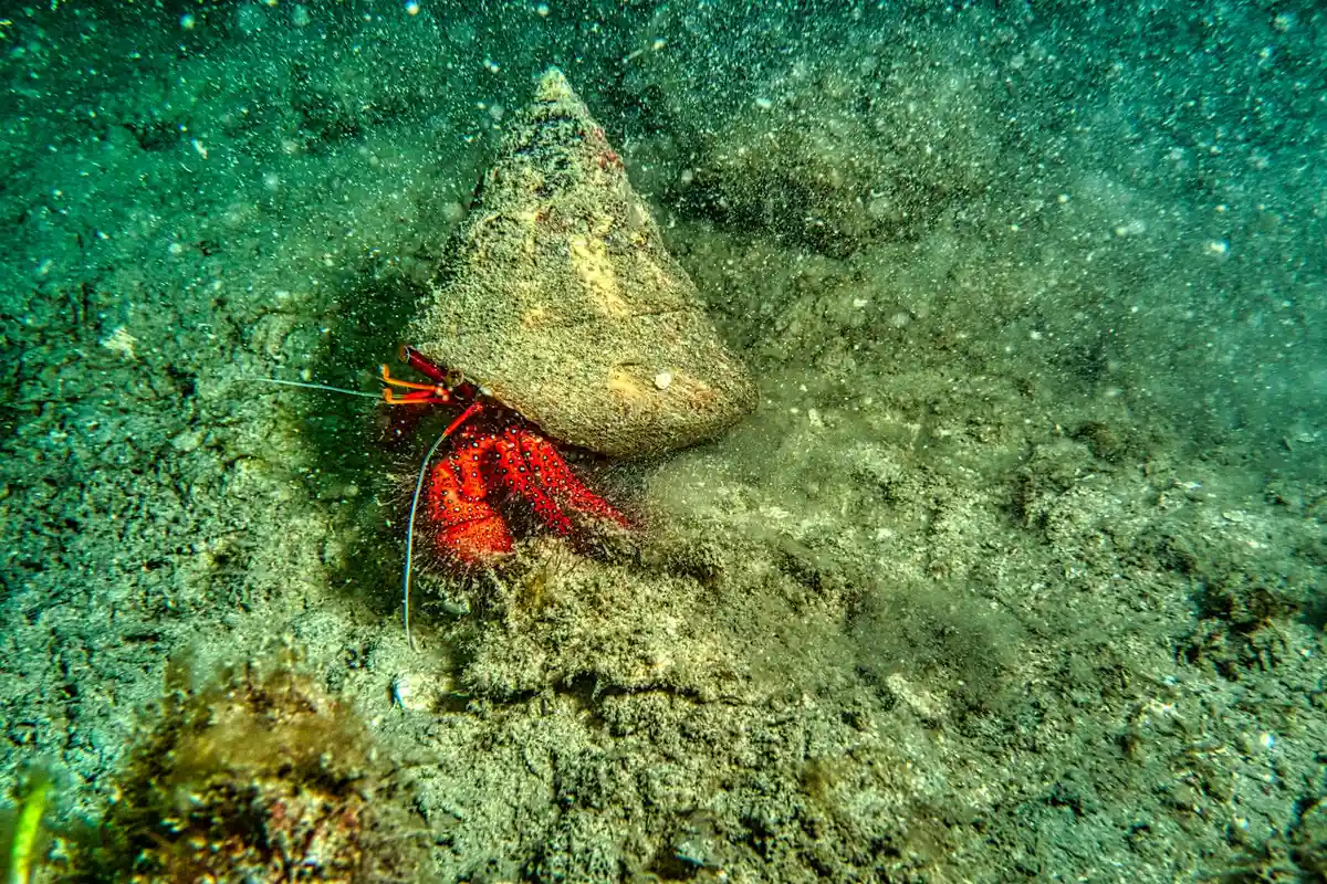 Red hermit crab exploring a sandy, rocky underwater habitat with a conical shell.
