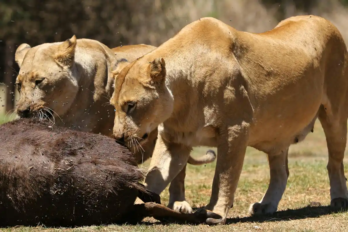 Two lions inspecting a carcass on a dry grassy savanna