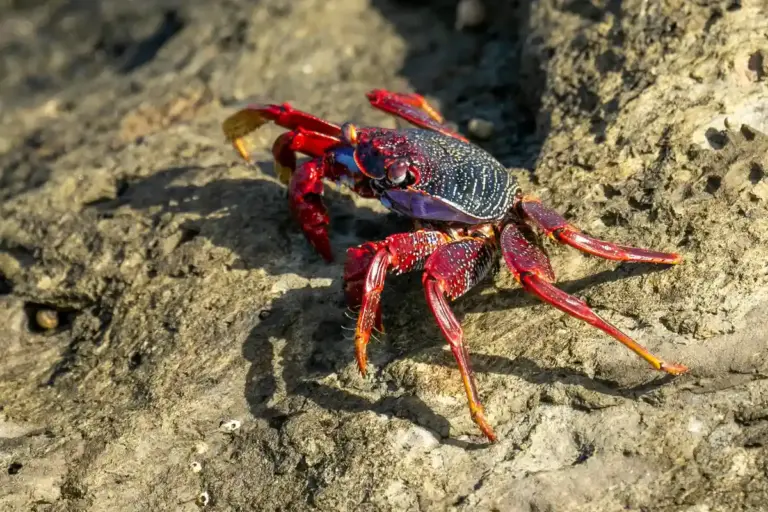 Red and blue hermit crab on a rocky surface