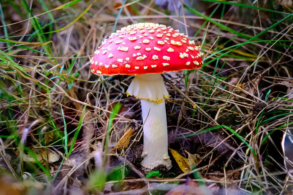 A red mushroom with white spots growing among grass and leaves