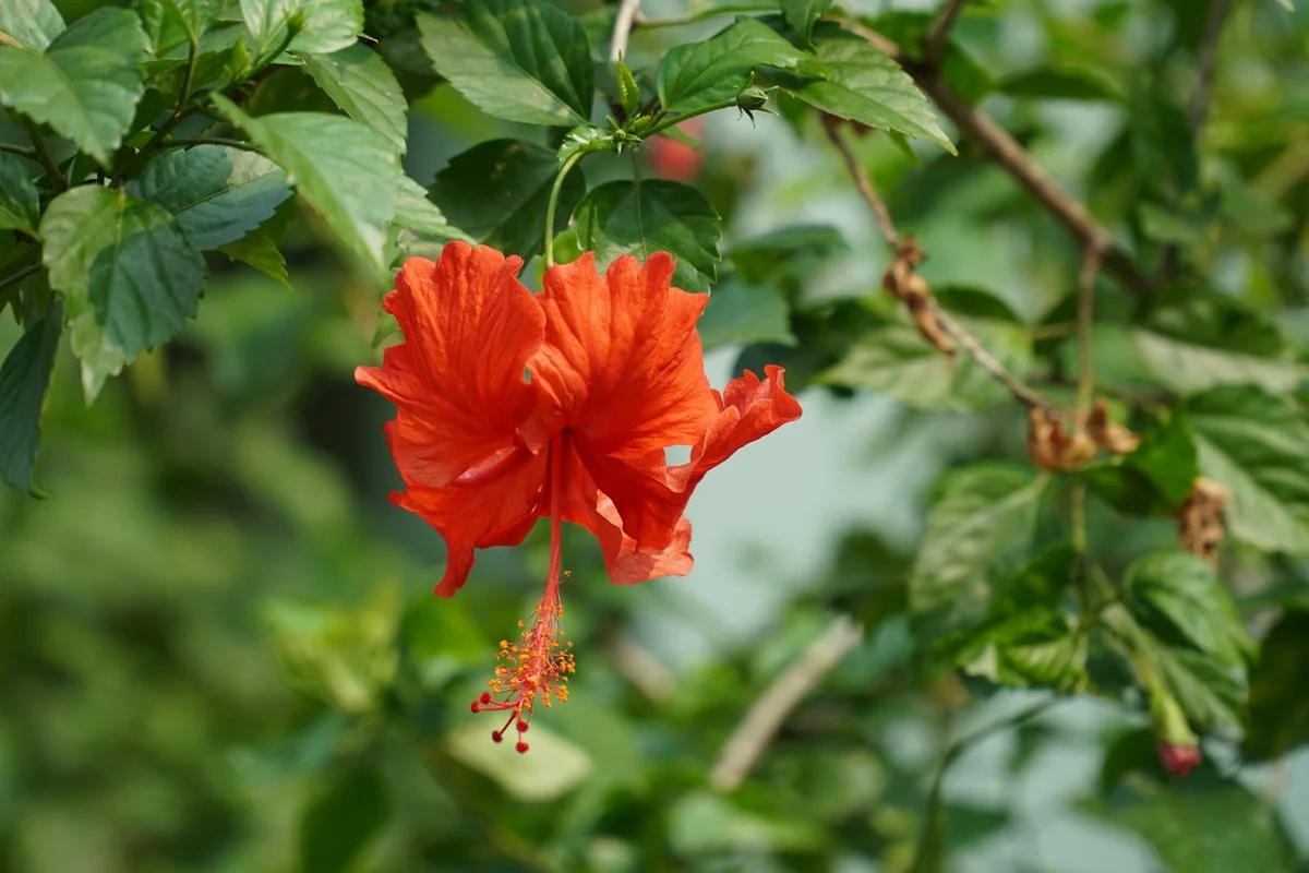Bright red hibiscus flower with green leaves on a branch