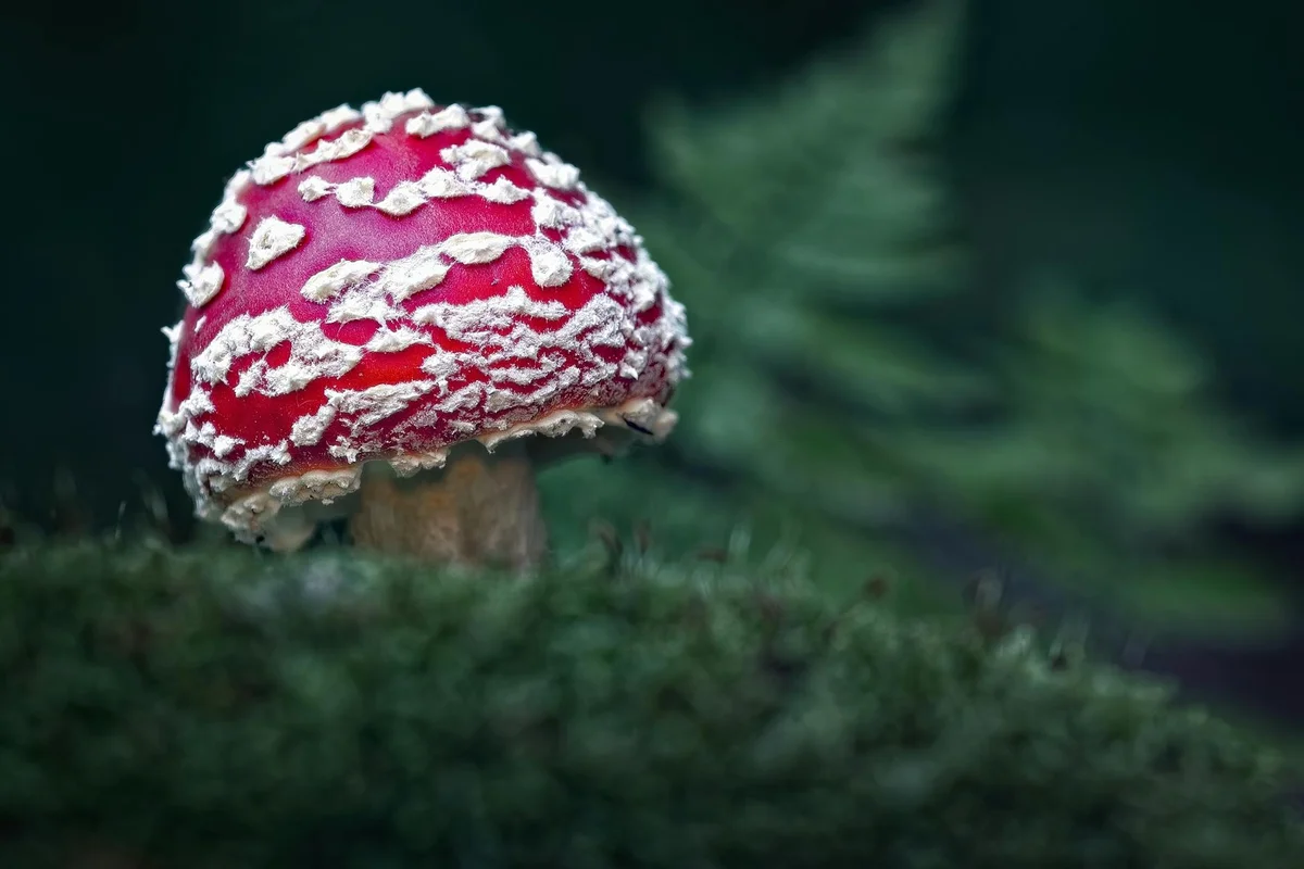 Close-up of a red mushroom with white spots growing among moss