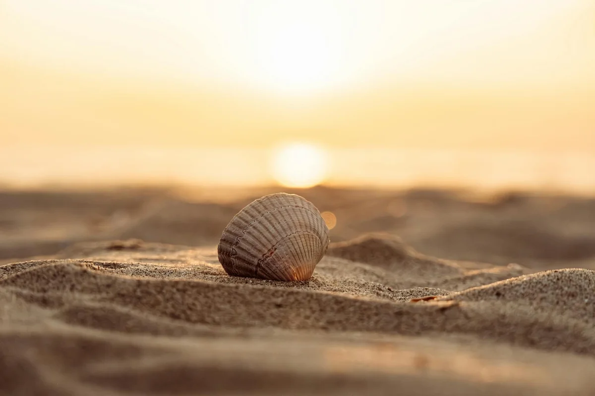 A single seashell resting on a sandy beach at sunset with warm orange light.