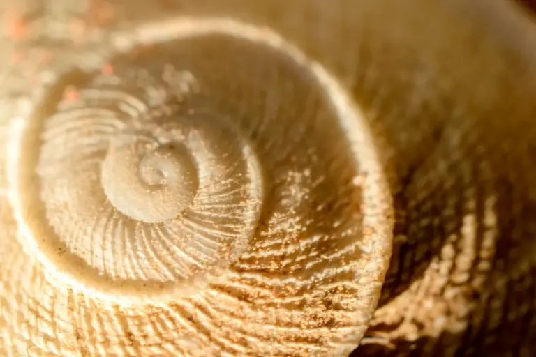 Close-up of a tan spiral shell with textured ridges, illustrating shell shapes and textures discussed for hermit crabs.