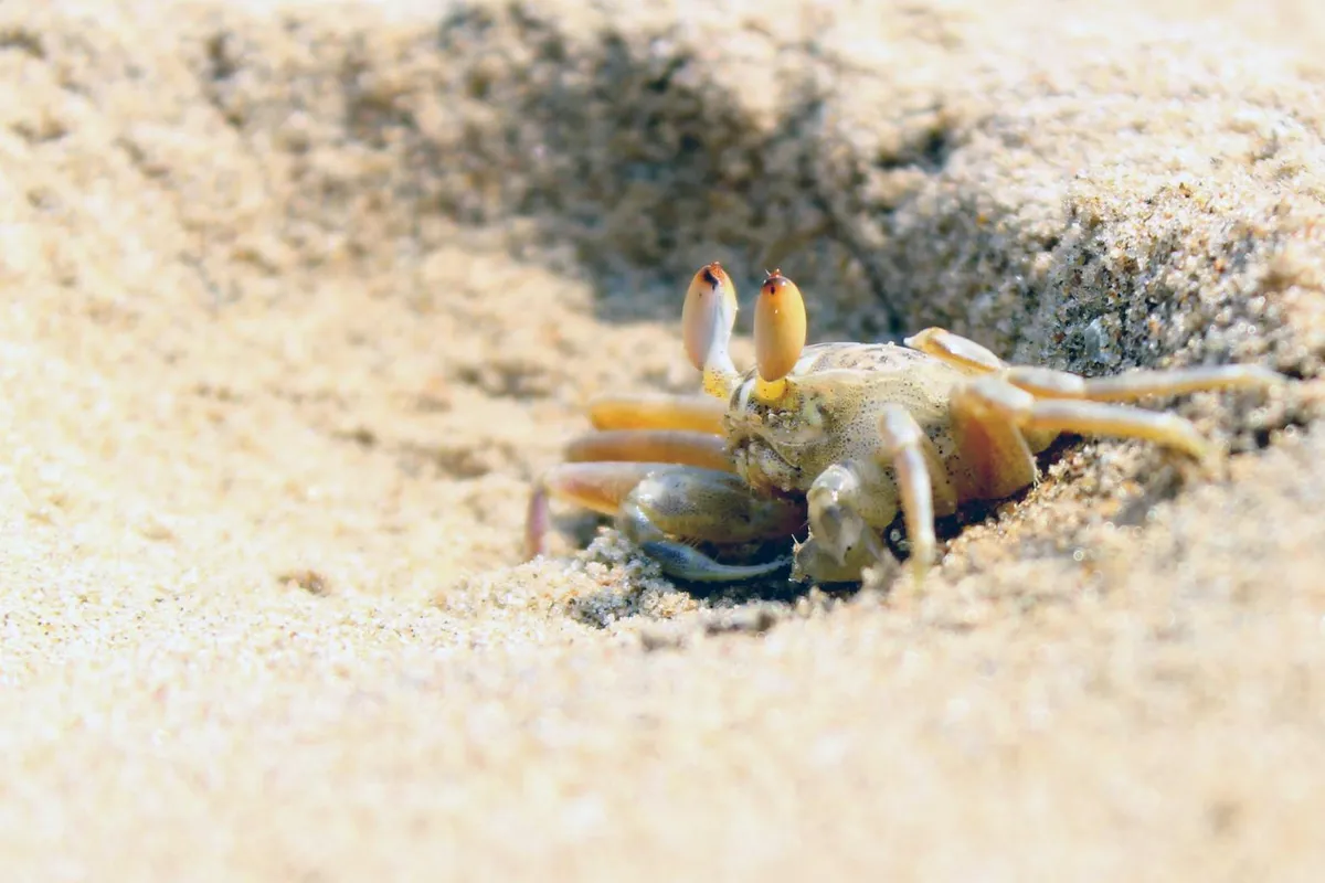 Close-up of a hermit crab with prominent eyes on stalks, emerging from sandy terrain.