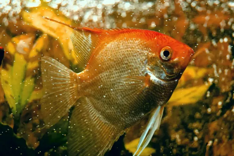 Close-up of a bright orange tropical fish swimming among aquatic plants in a glass aquarium.