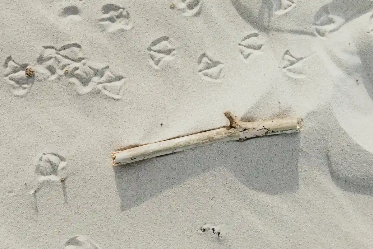 Weathered twig resting on pale sand in a hermit crab habitat