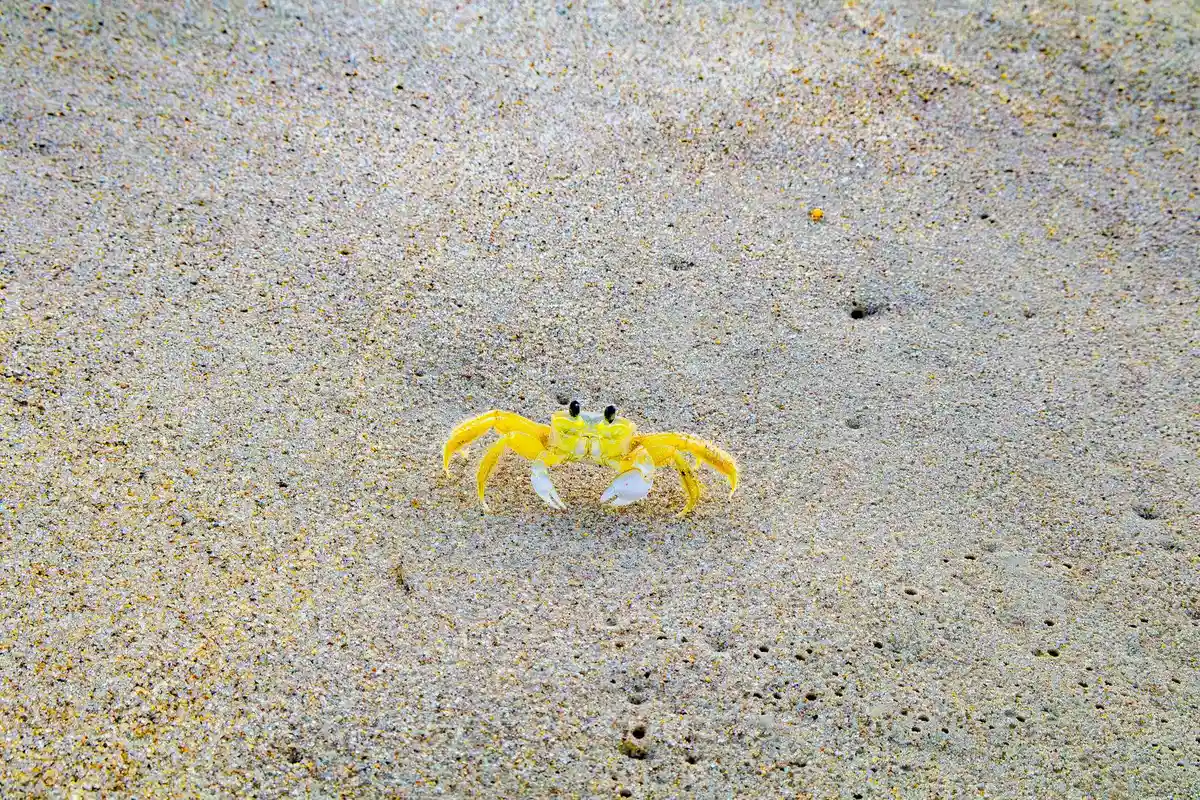 Yellow hermit crab on beige sandy substrate.